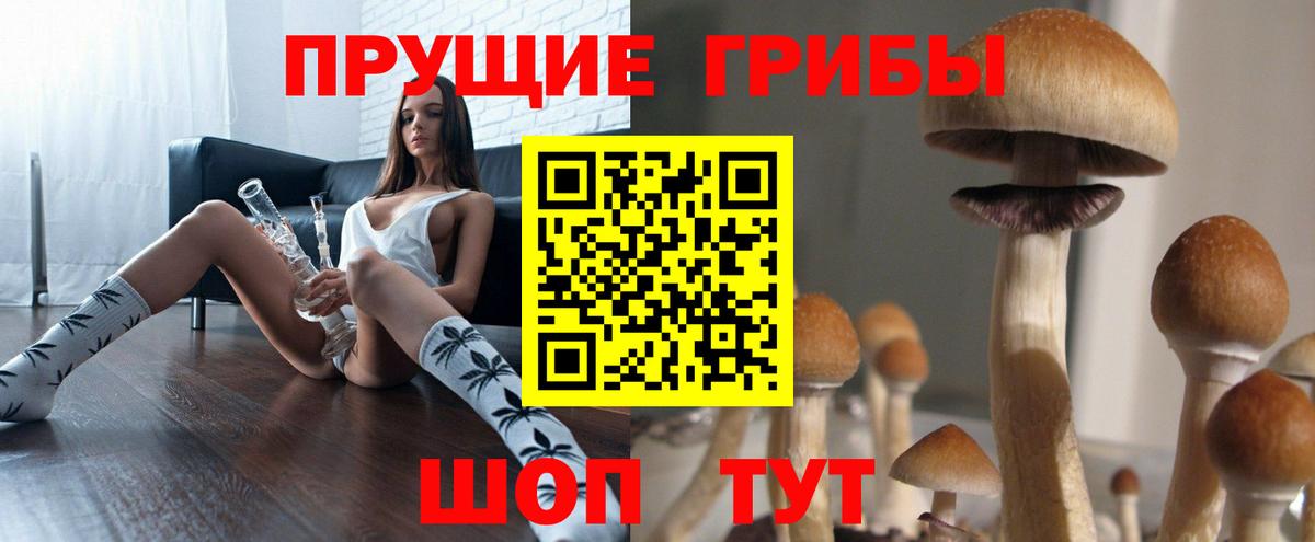 Псилоцибиновые грибы Psilocybe Медногорск